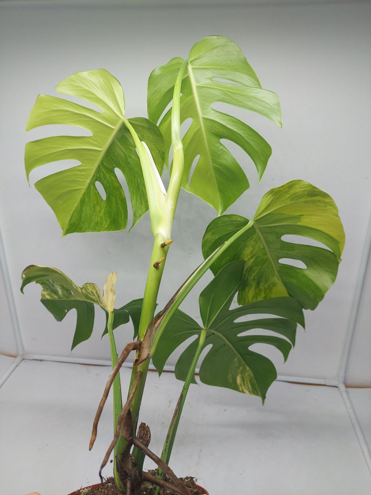 Monstera Aurea Variegata