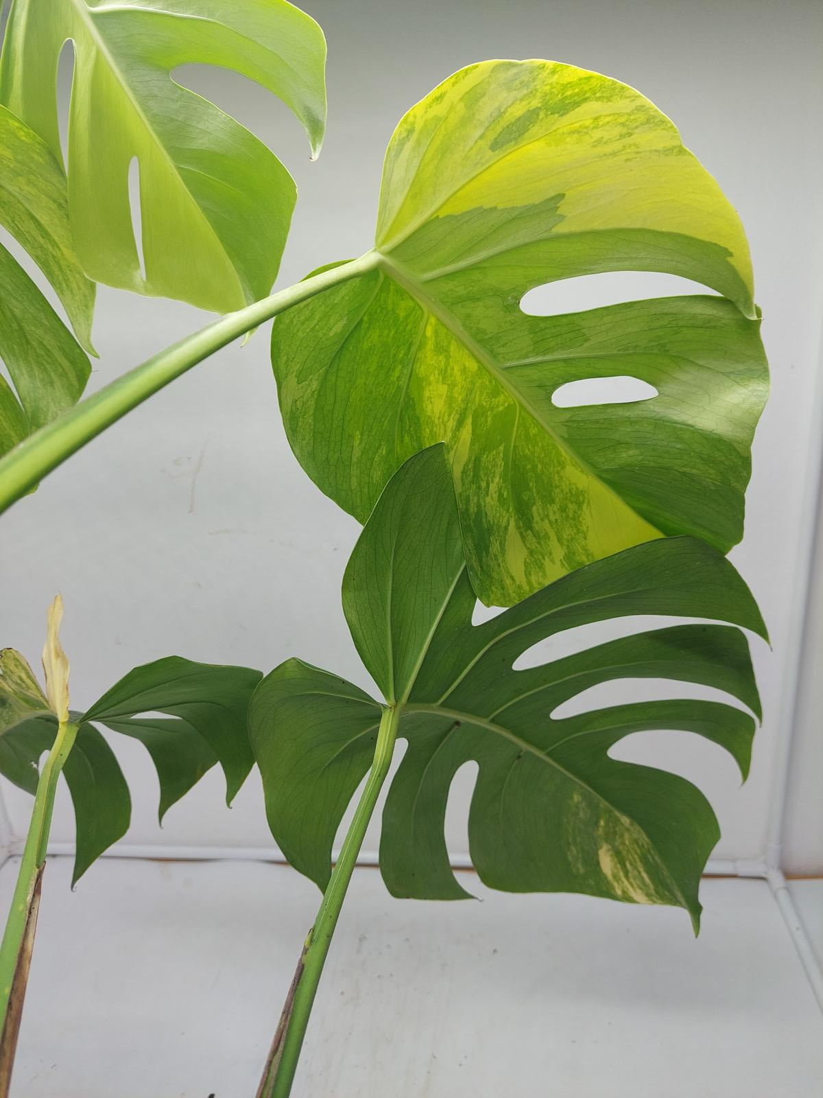 Monstera Aurea Variegata