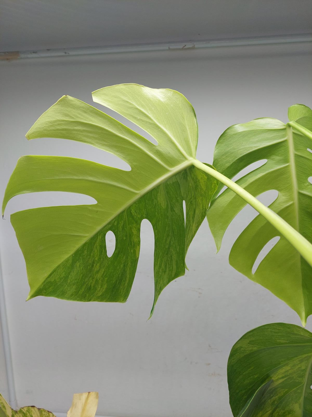 Monstera Aurea Variegata