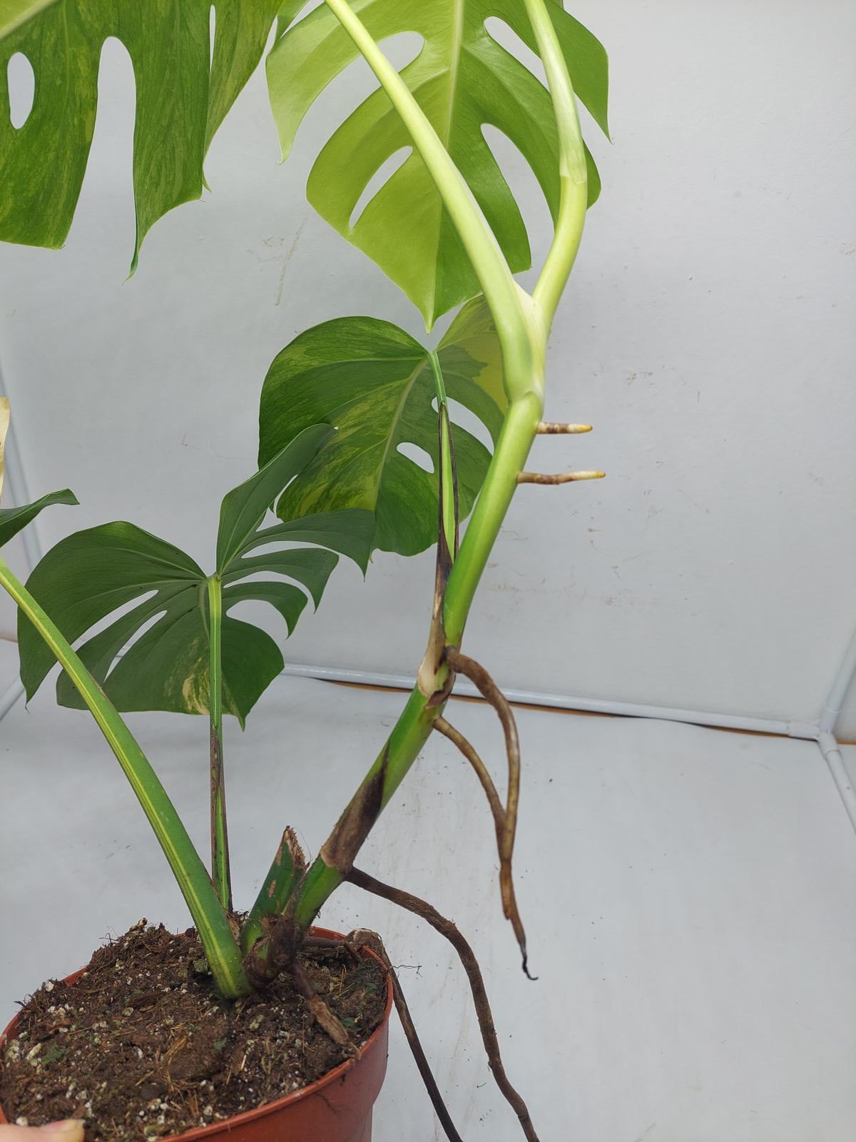 Monstera Aurea Variegata