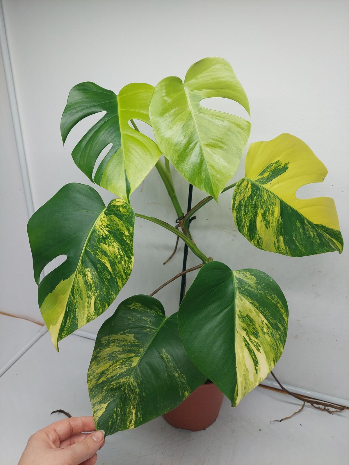 Monstera Aurea Variegata