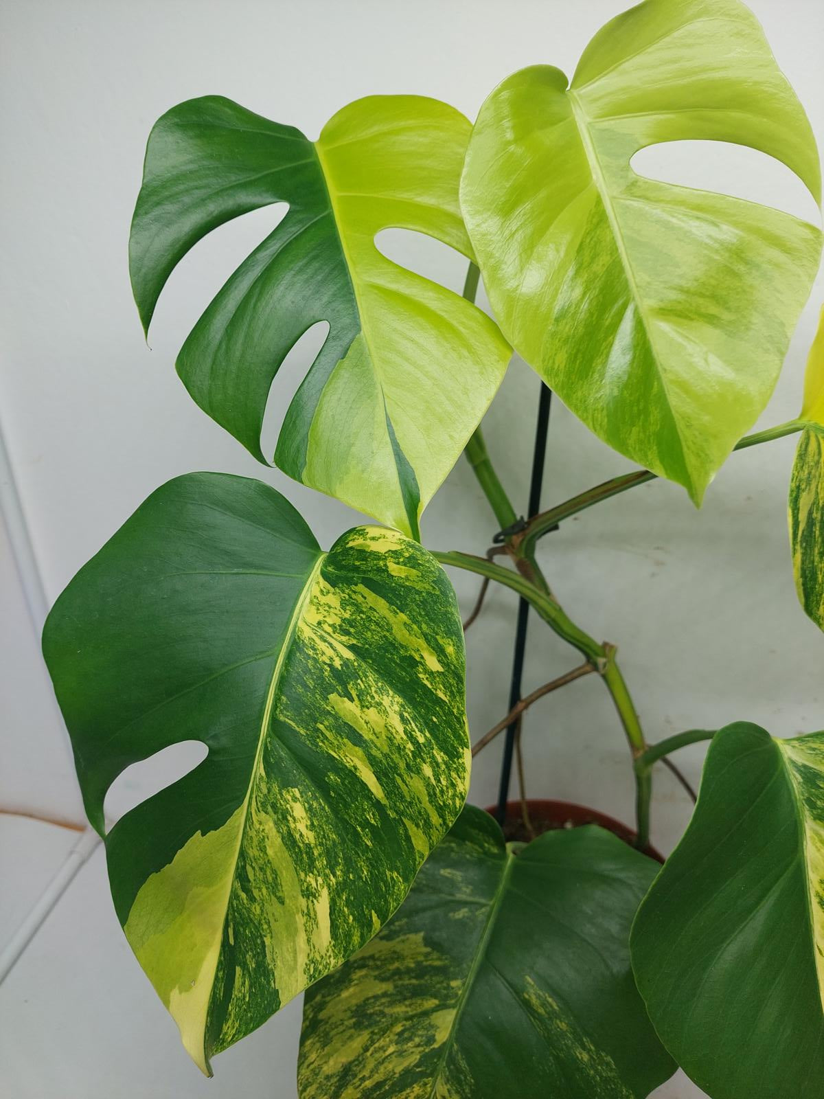 Monstera Aurea Variegata