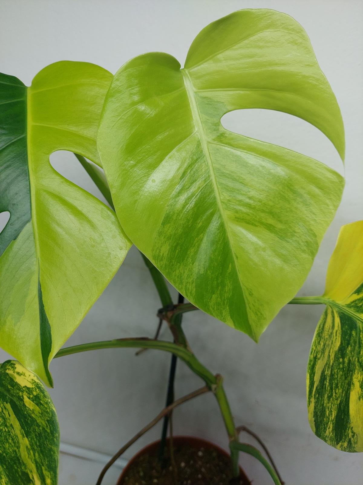 Monstera Aurea Variegata