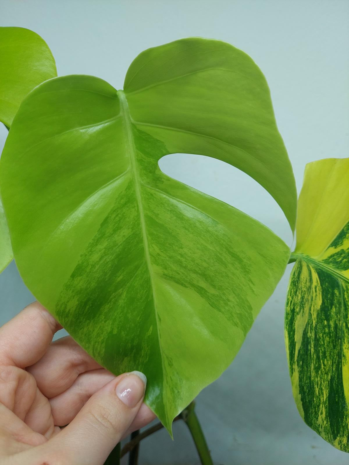 Monstera Aurea Variegata