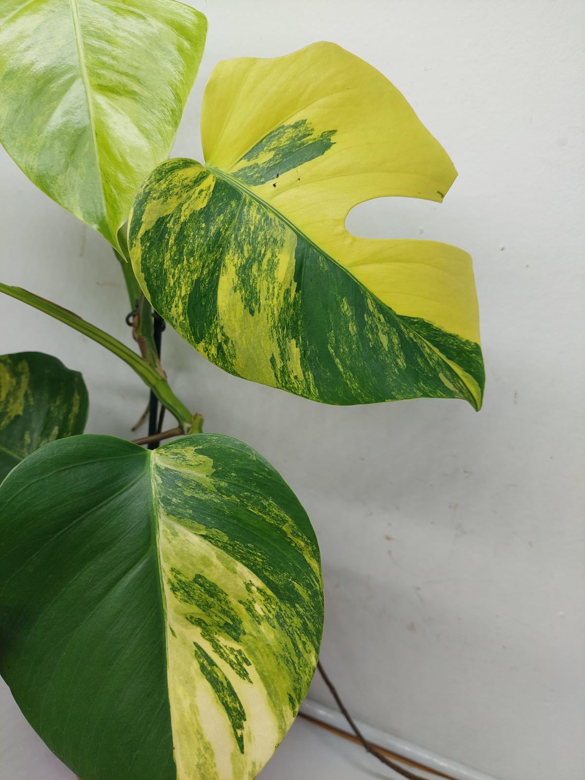 Monstera Aurea Variegata