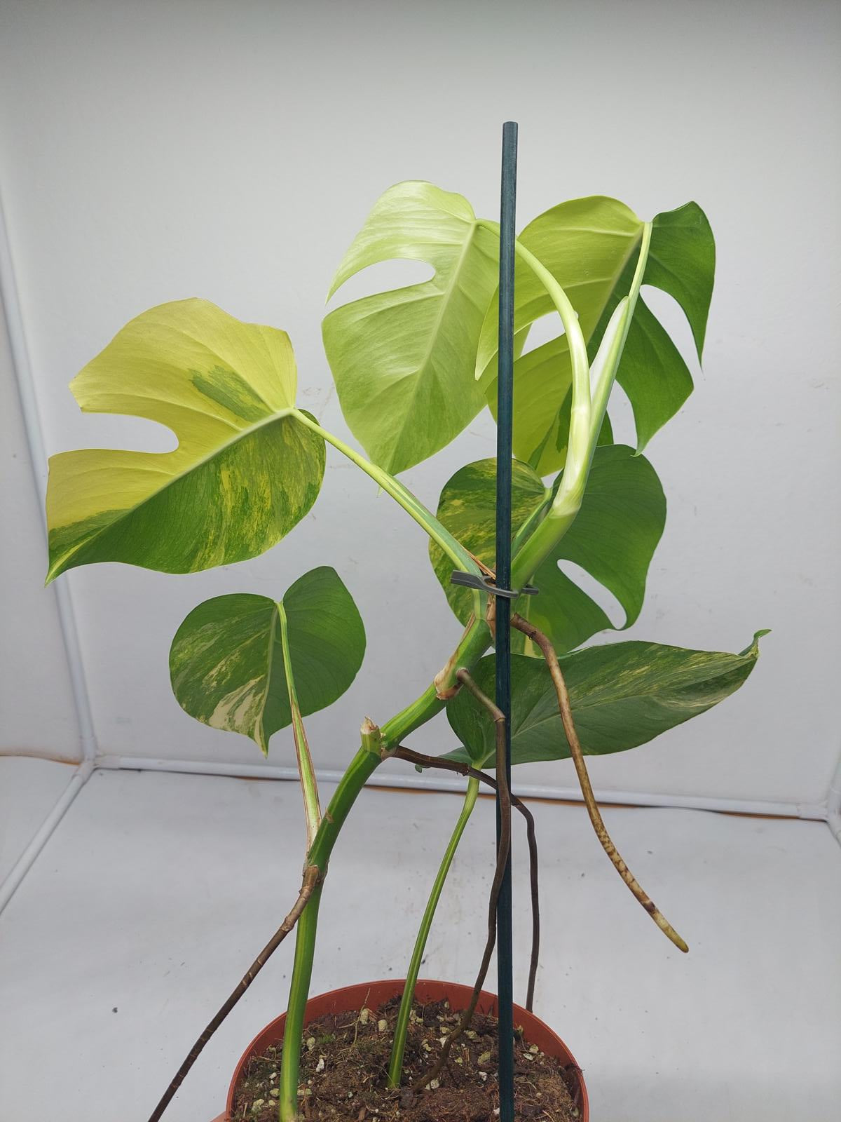 Monstera Aurea Variegata