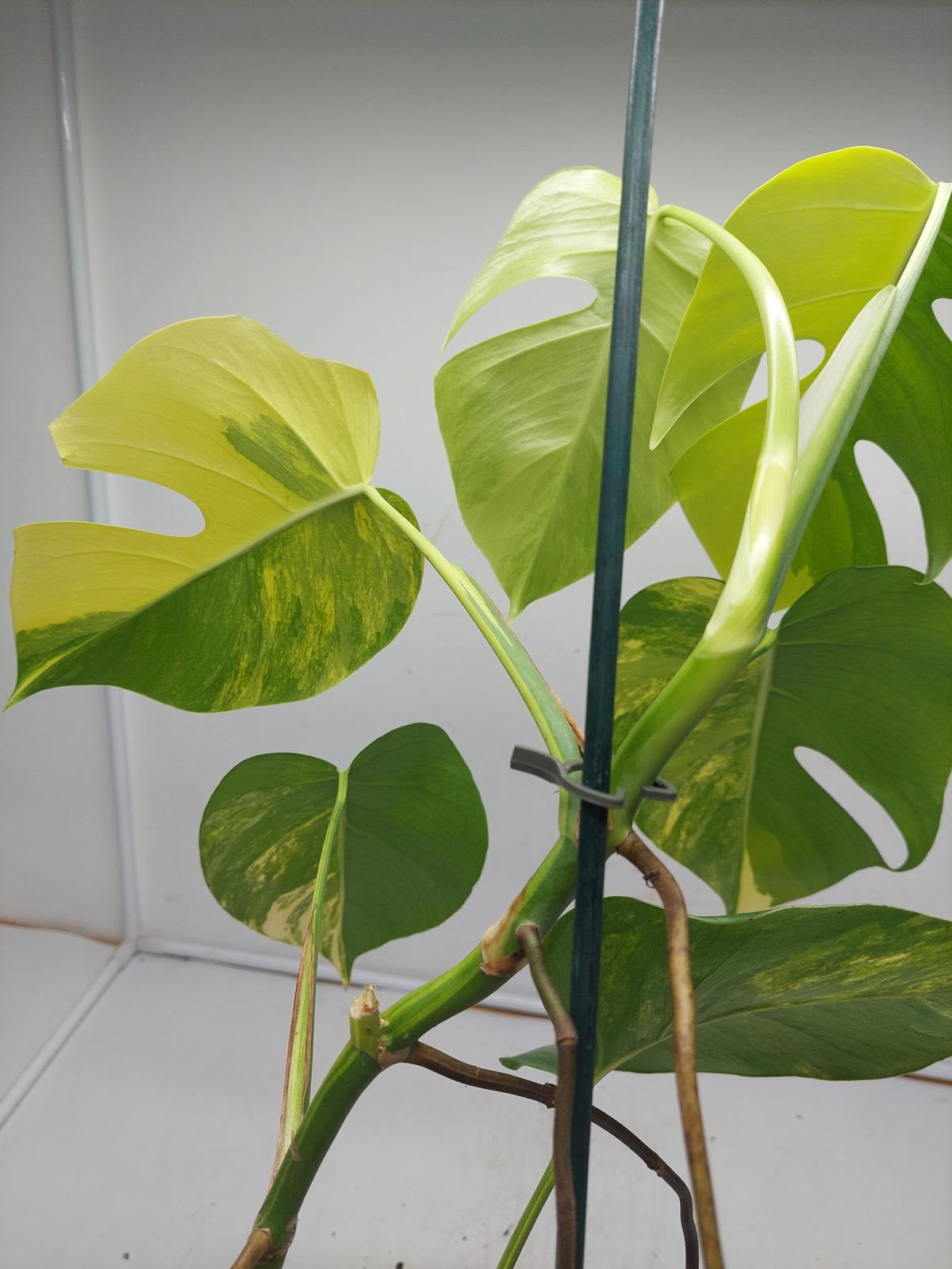 Monstera Aurea Variegata