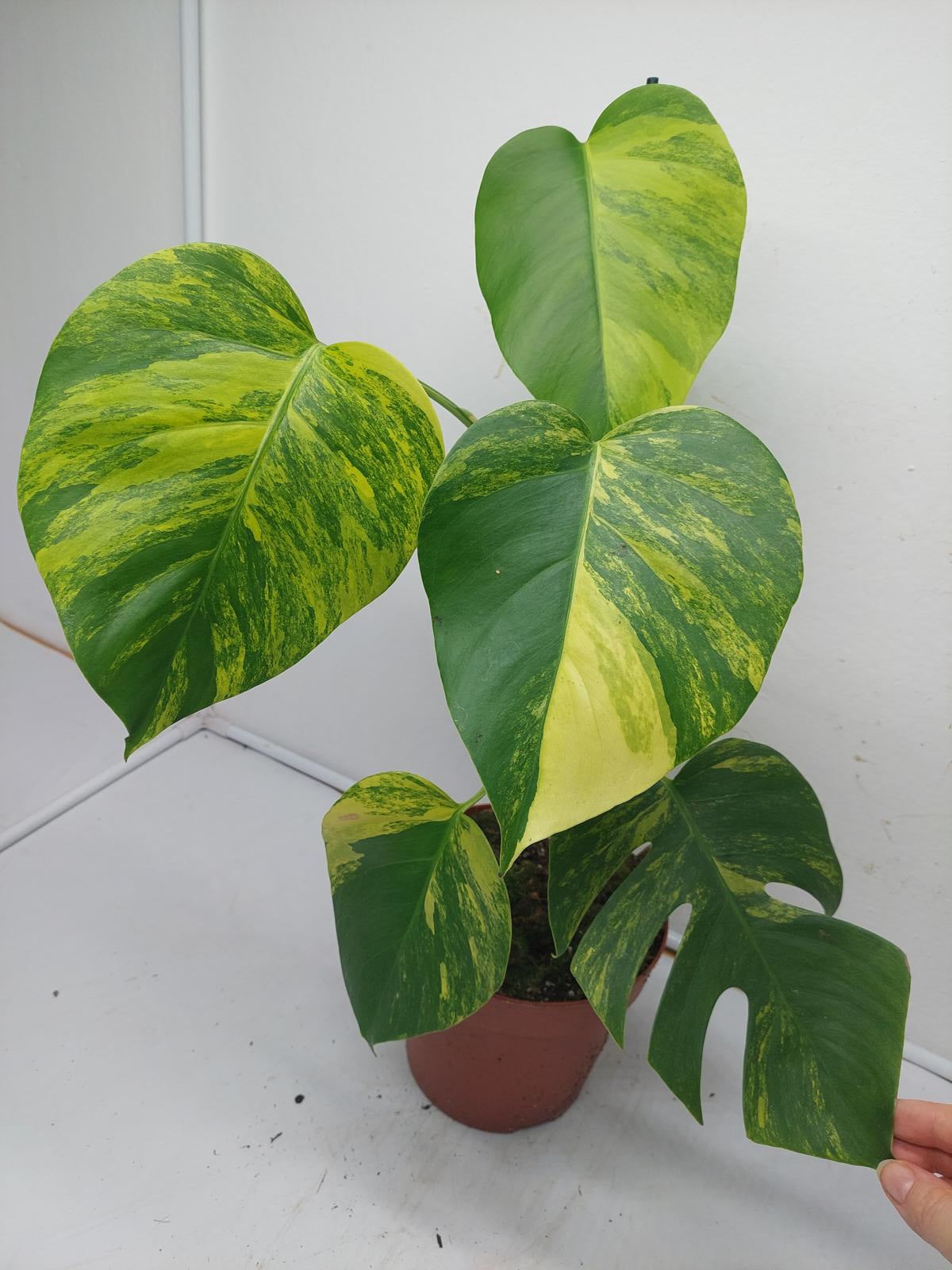 Monstera Aurea Variegata