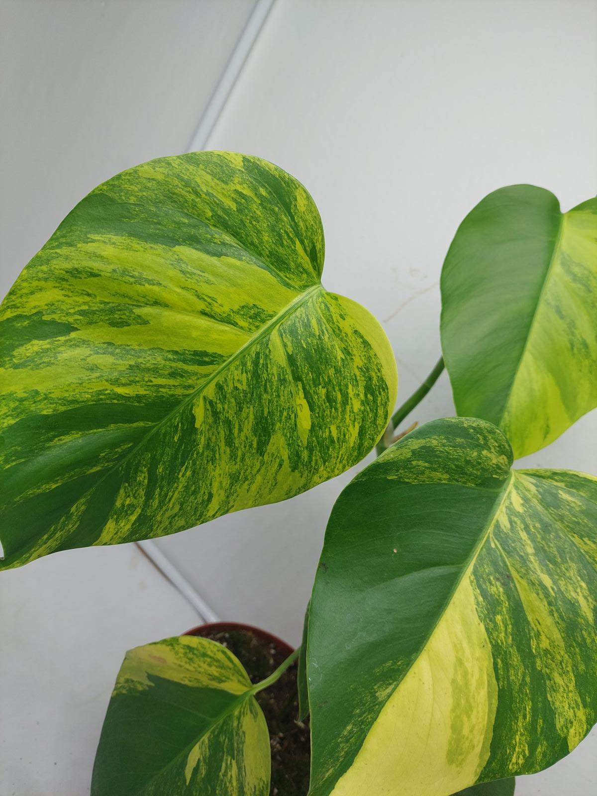 Monstera Aurea Variegata