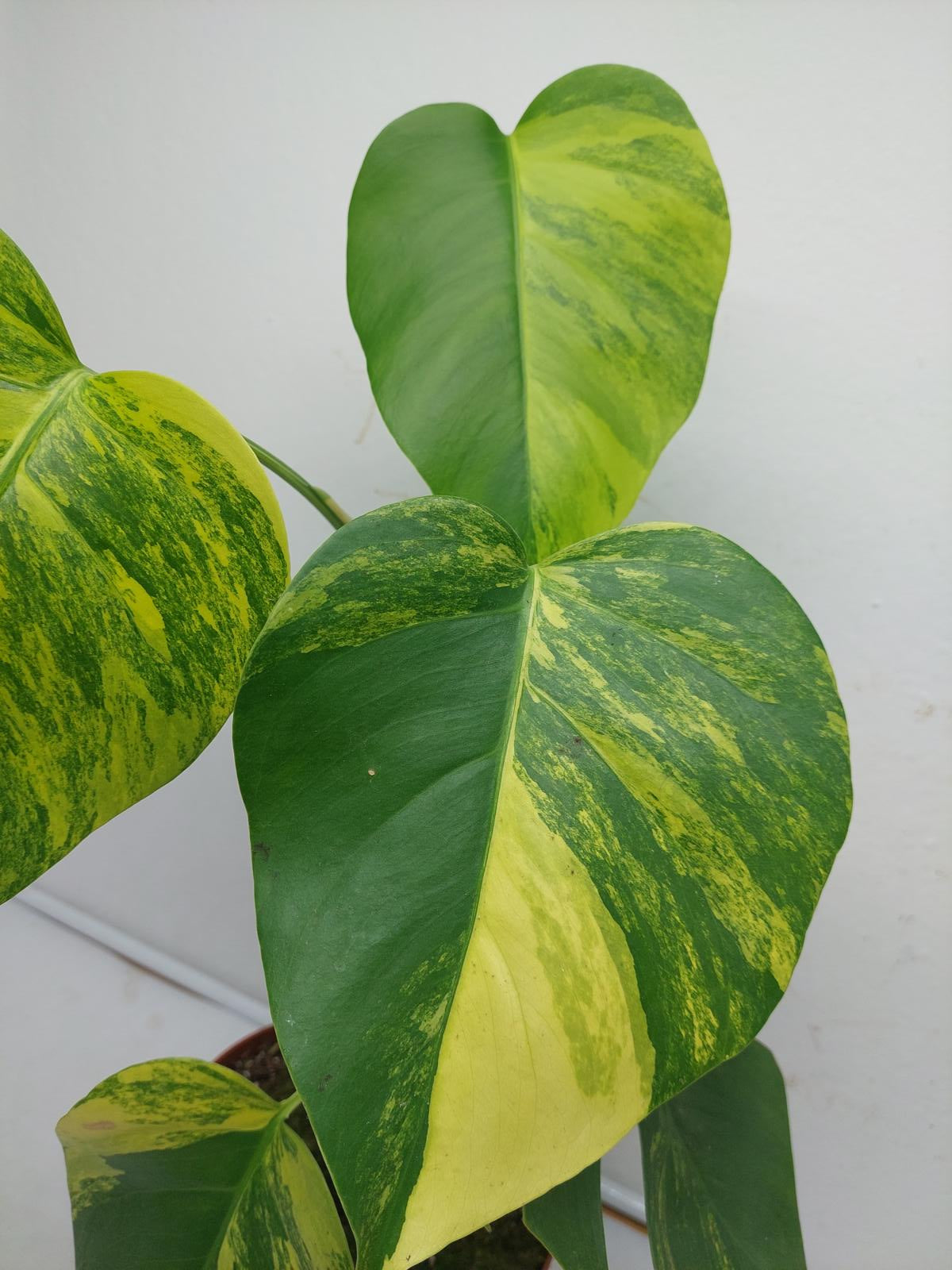 Monstera Aurea Variegata