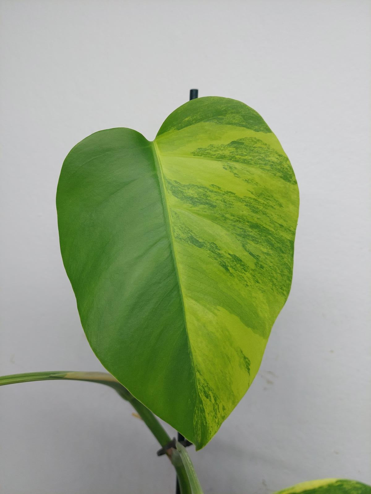 Monstera Aurea Variegata