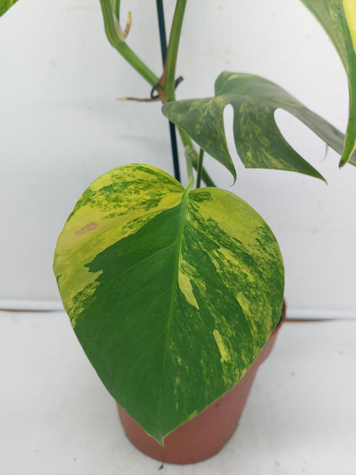 Monstera Aurea Variegata