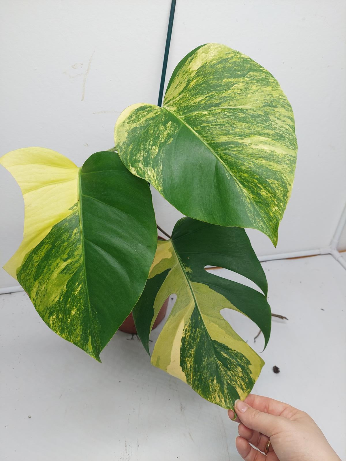 Monstera Aurea Variegata