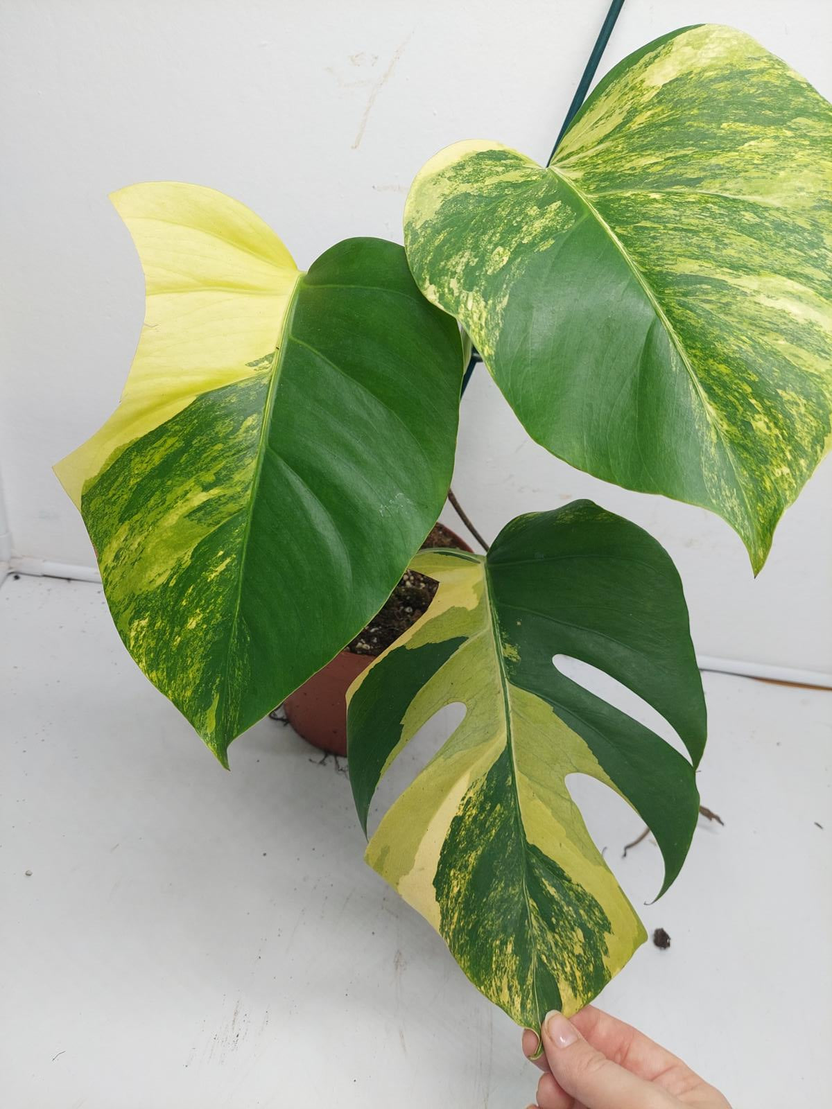 Monstera Aurea Variegata