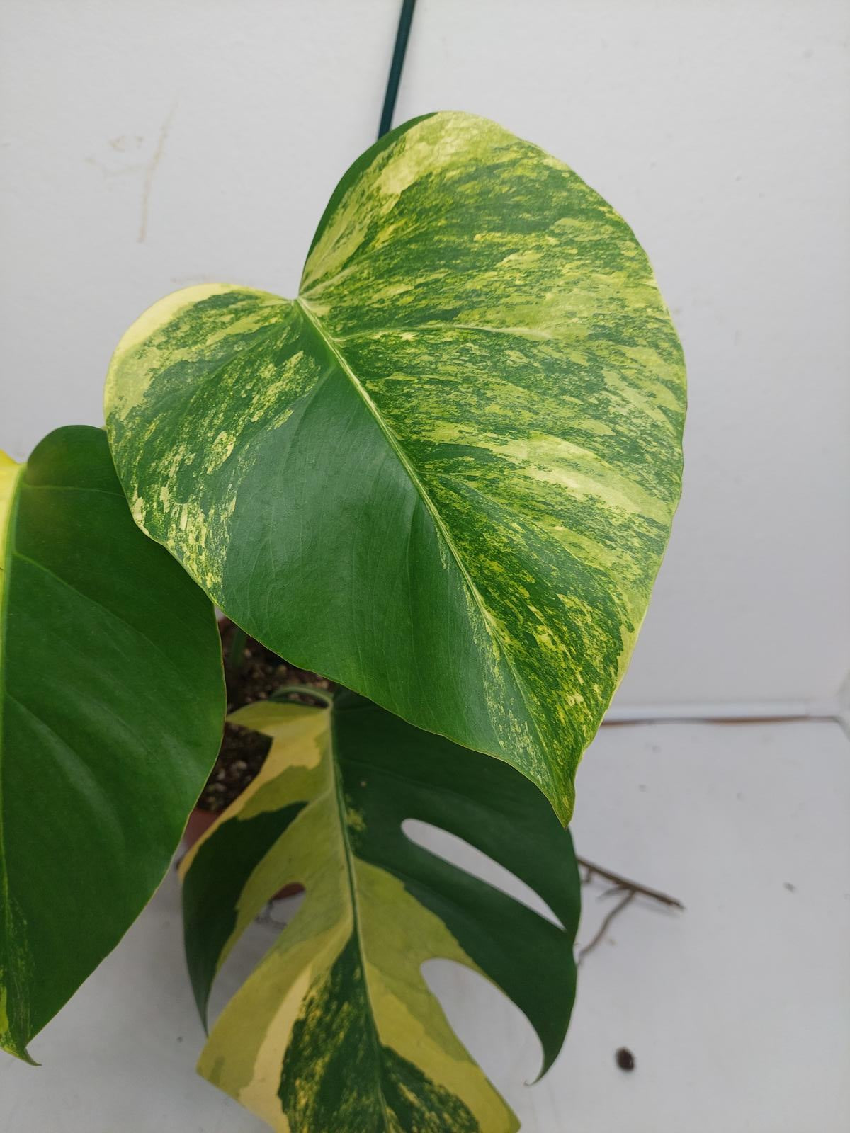 Monstera Aurea Variegata