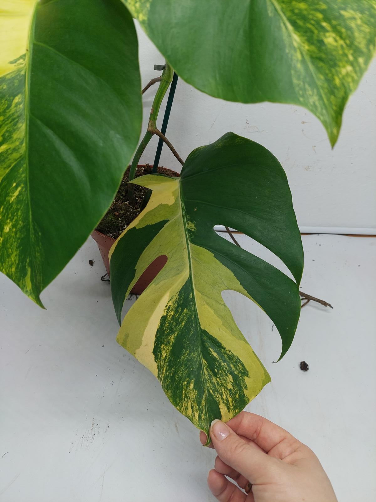 Monstera Aurea Variegata