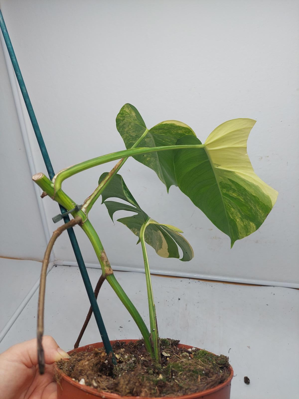 Monstera Aurea Variegata