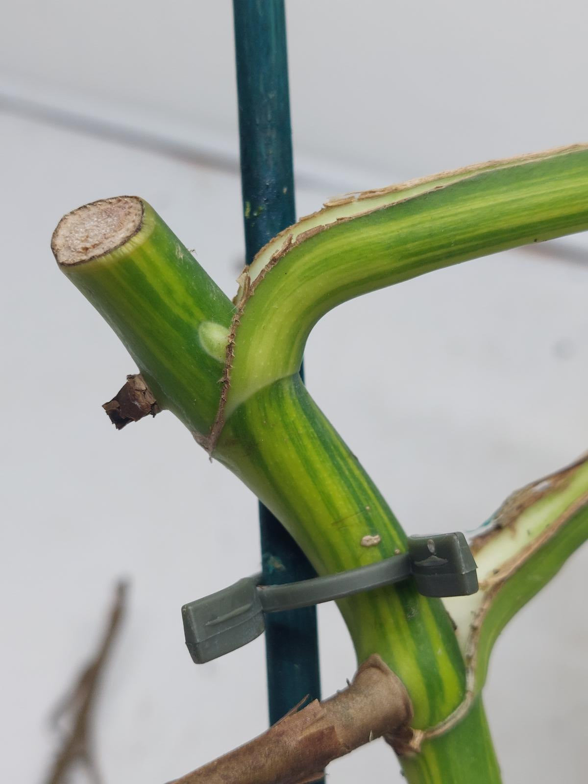 Monstera Aurea Variegata