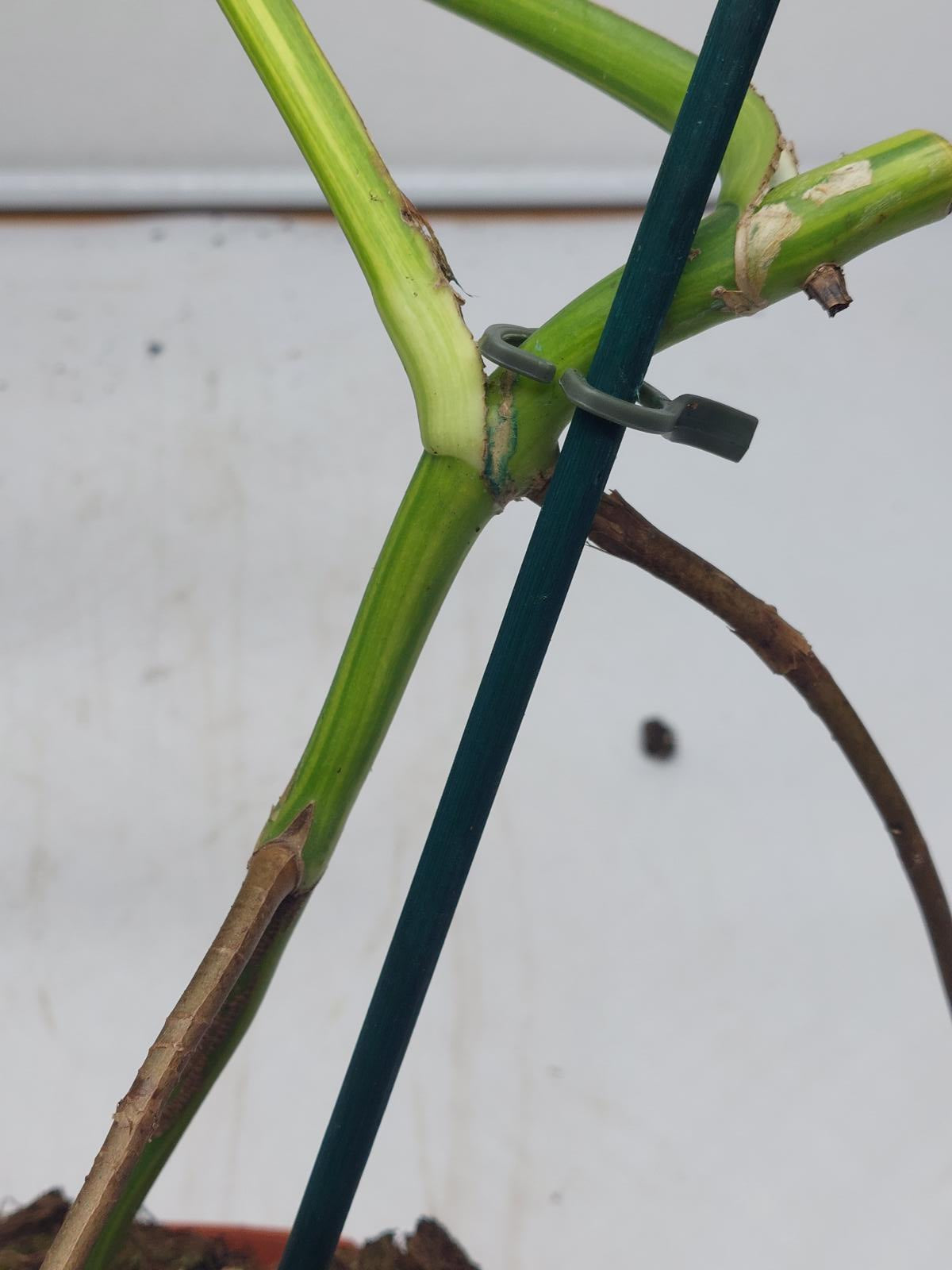 Monstera Aurea Variegata