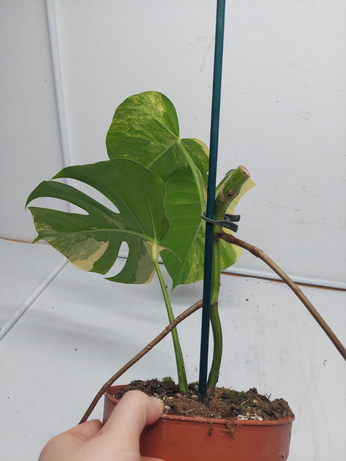 Monstera Aurea Variegata