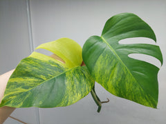 Monstera Aurea Steckling