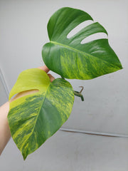 Monstera Aurea Steckling