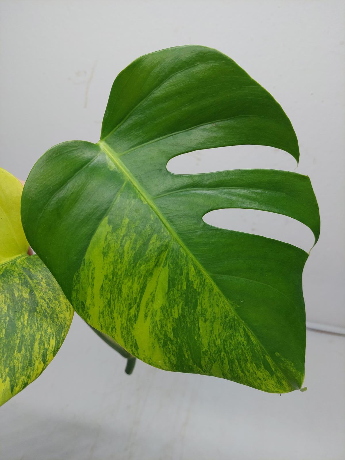 Monstera Aurea Steckling