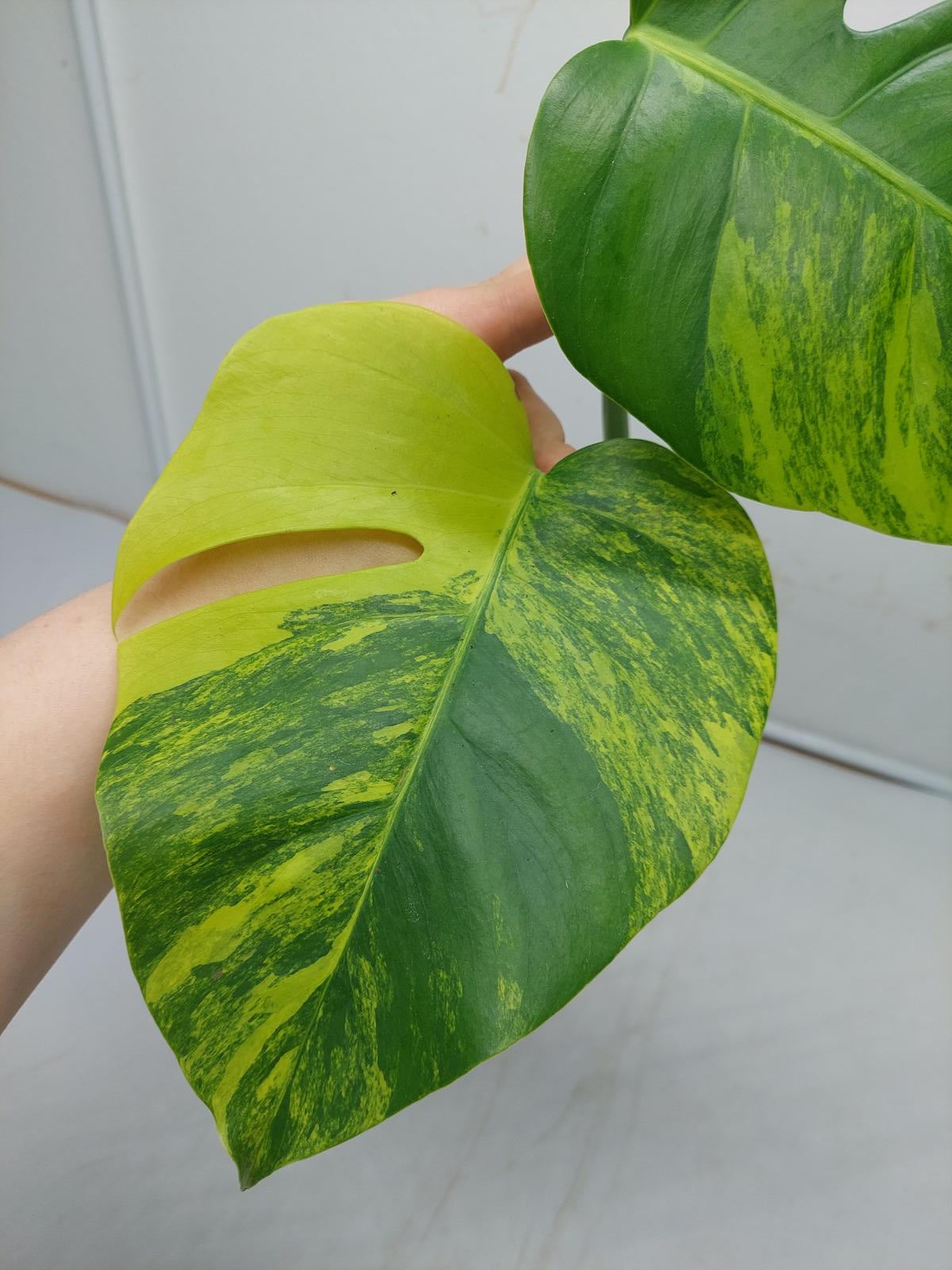 Monstera Aurea Steckling