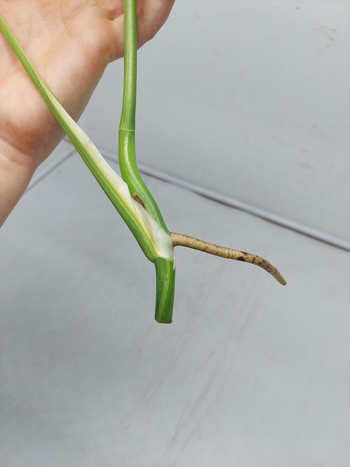 Monstera Aurea Steckling