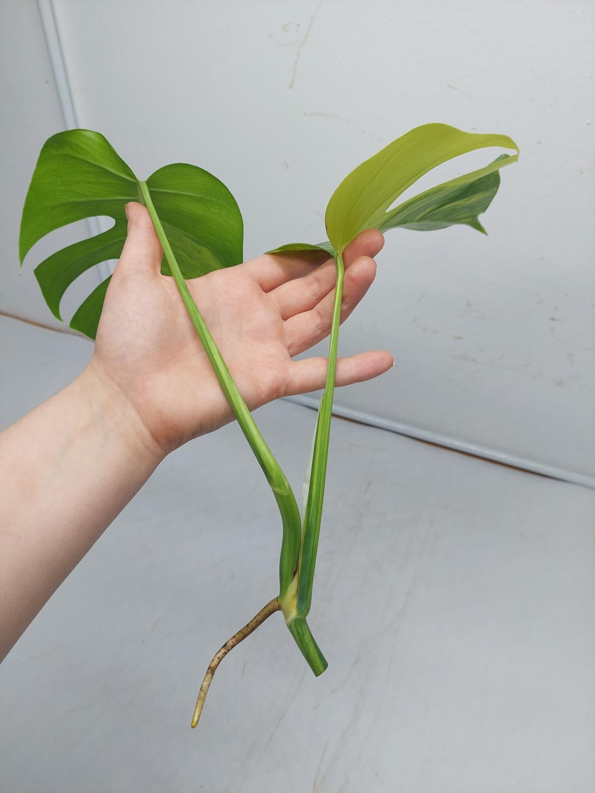 Monstera Aurea Steckling