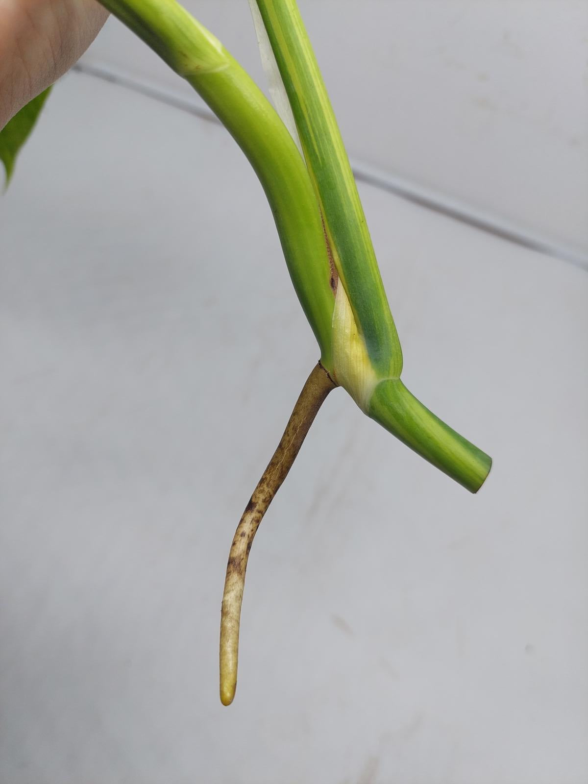 Monstera Aurea Steckling