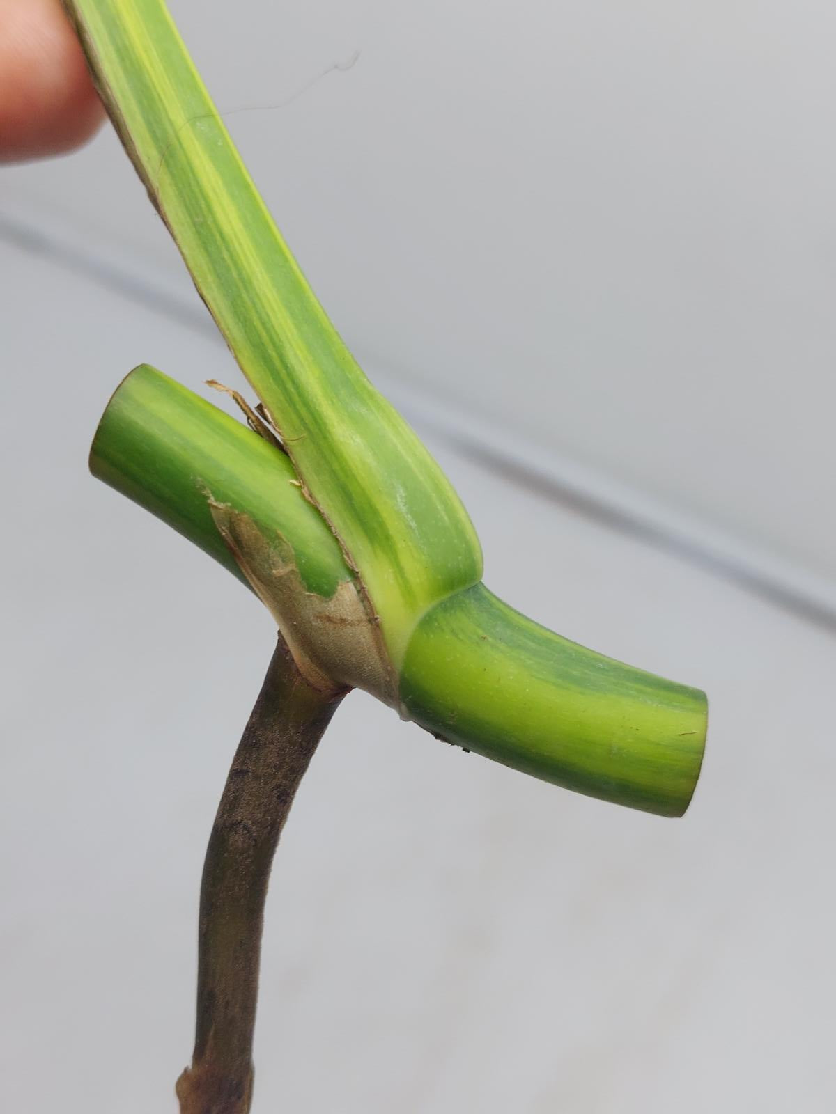 Monstera Aurea Steckling