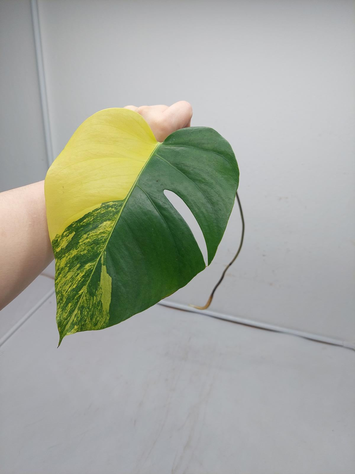 Monstera Aurea Steckling