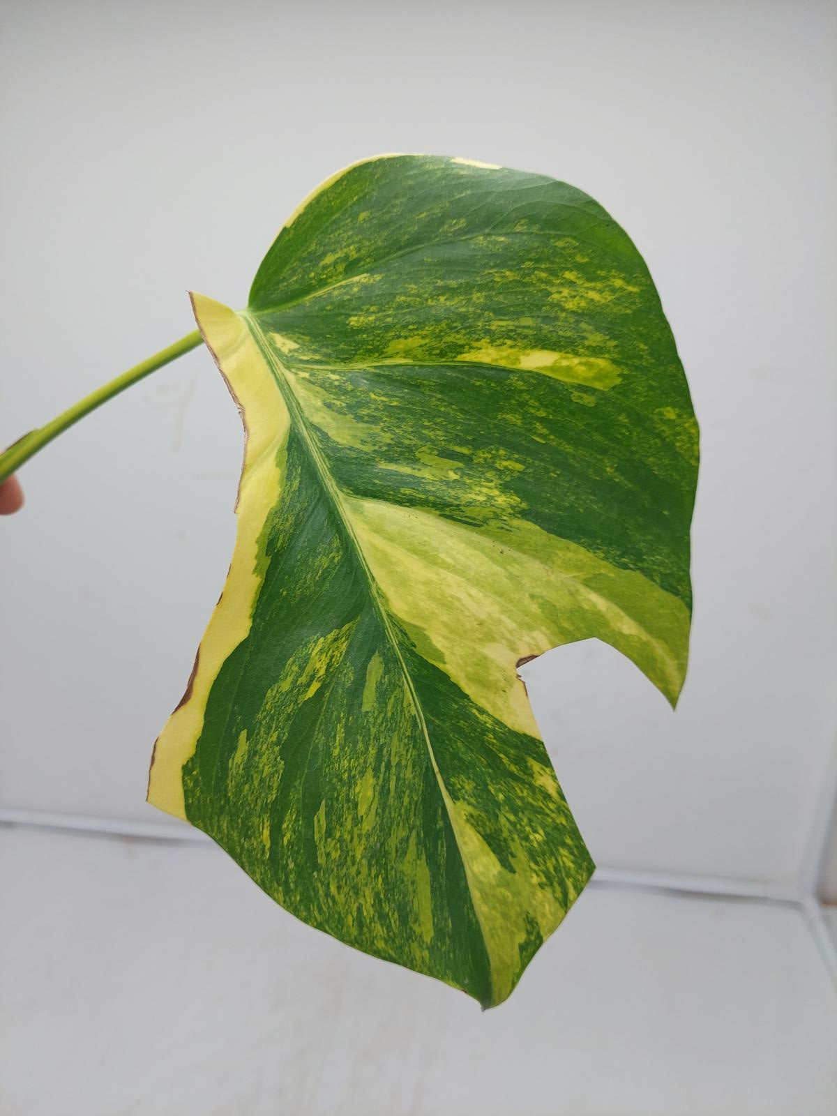 Monstera Aurea Steckling