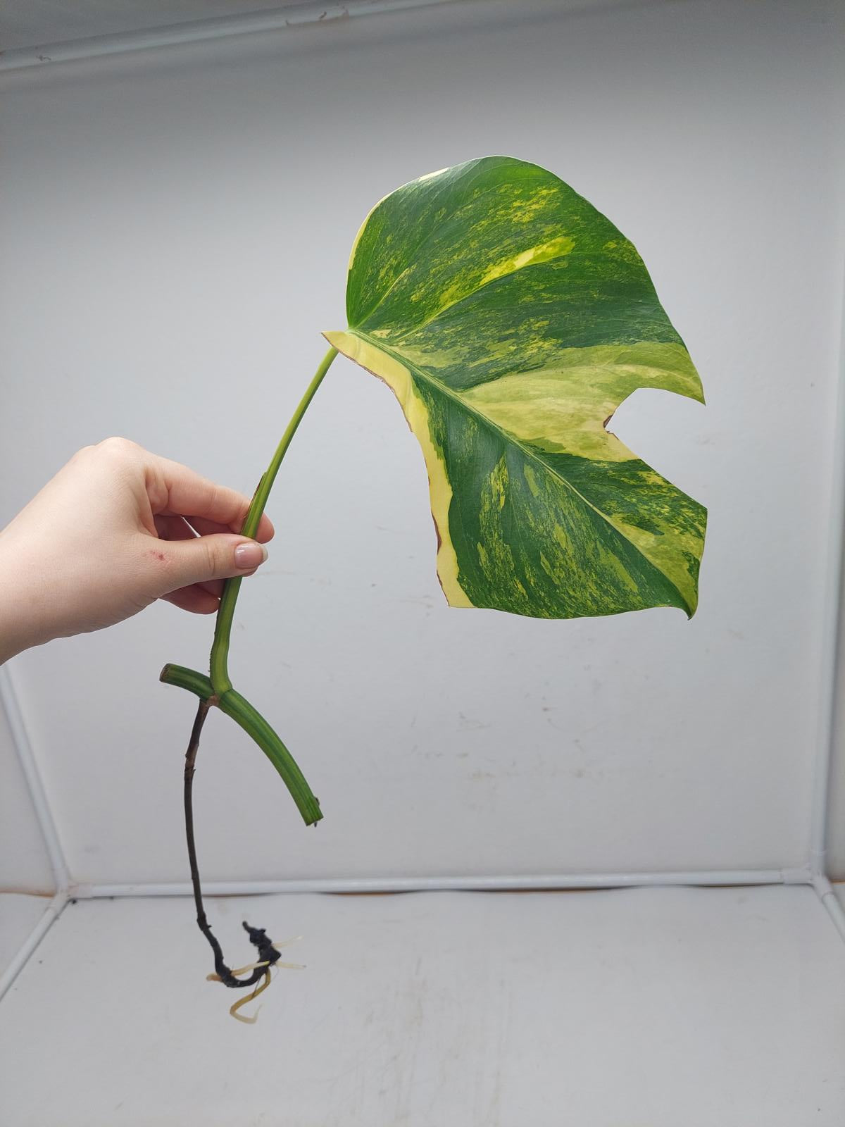 Monstera Aurea Steckling