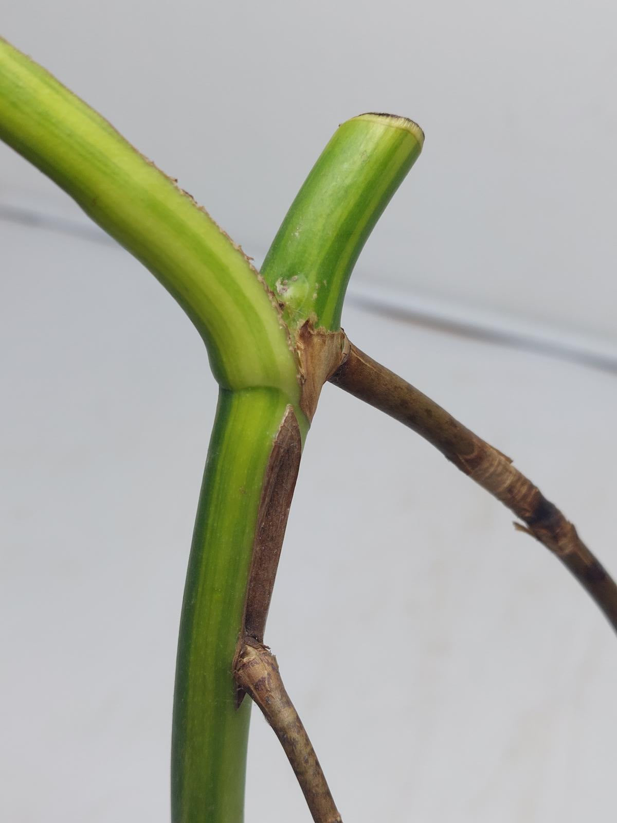 Monstera Aurea Steckling