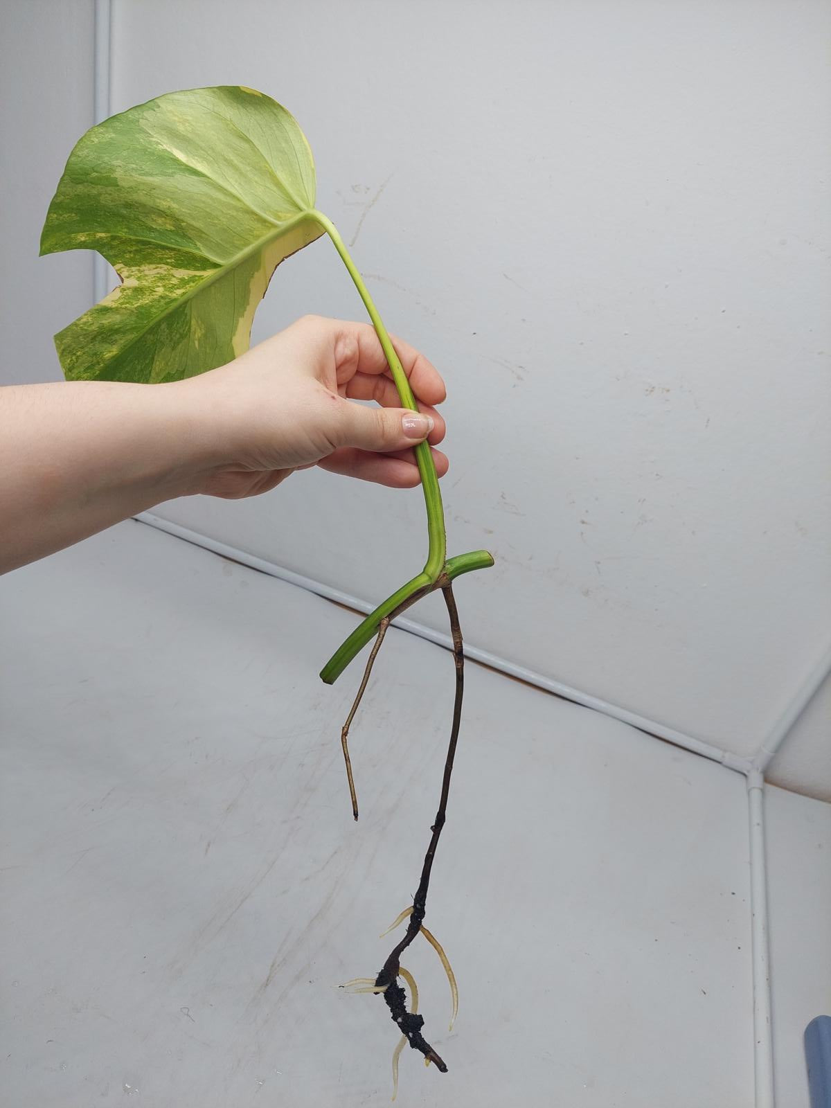 Monstera Aurea Steckling