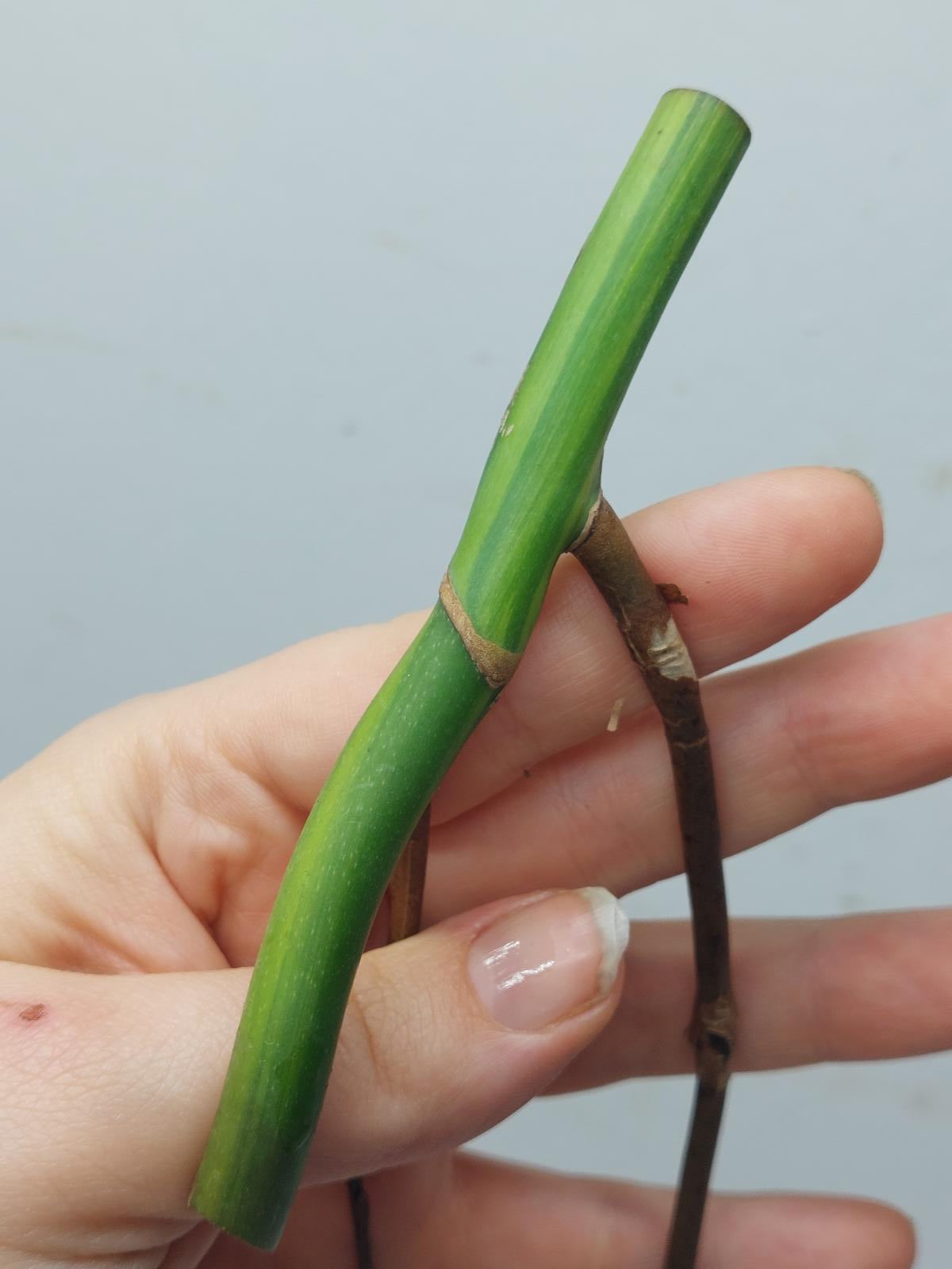 Monstera Aurea Steckling