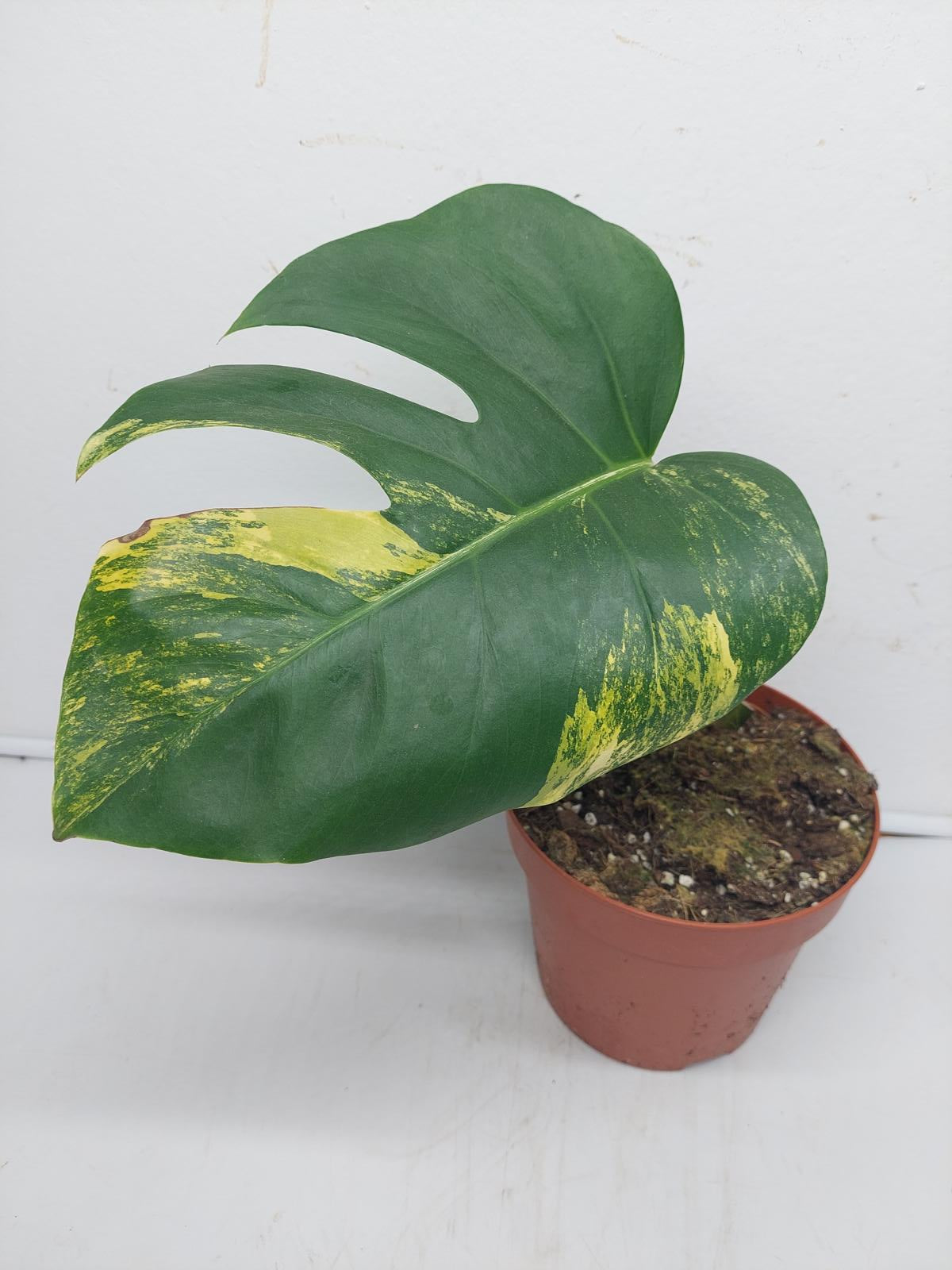 Monstera Aurea Steckling