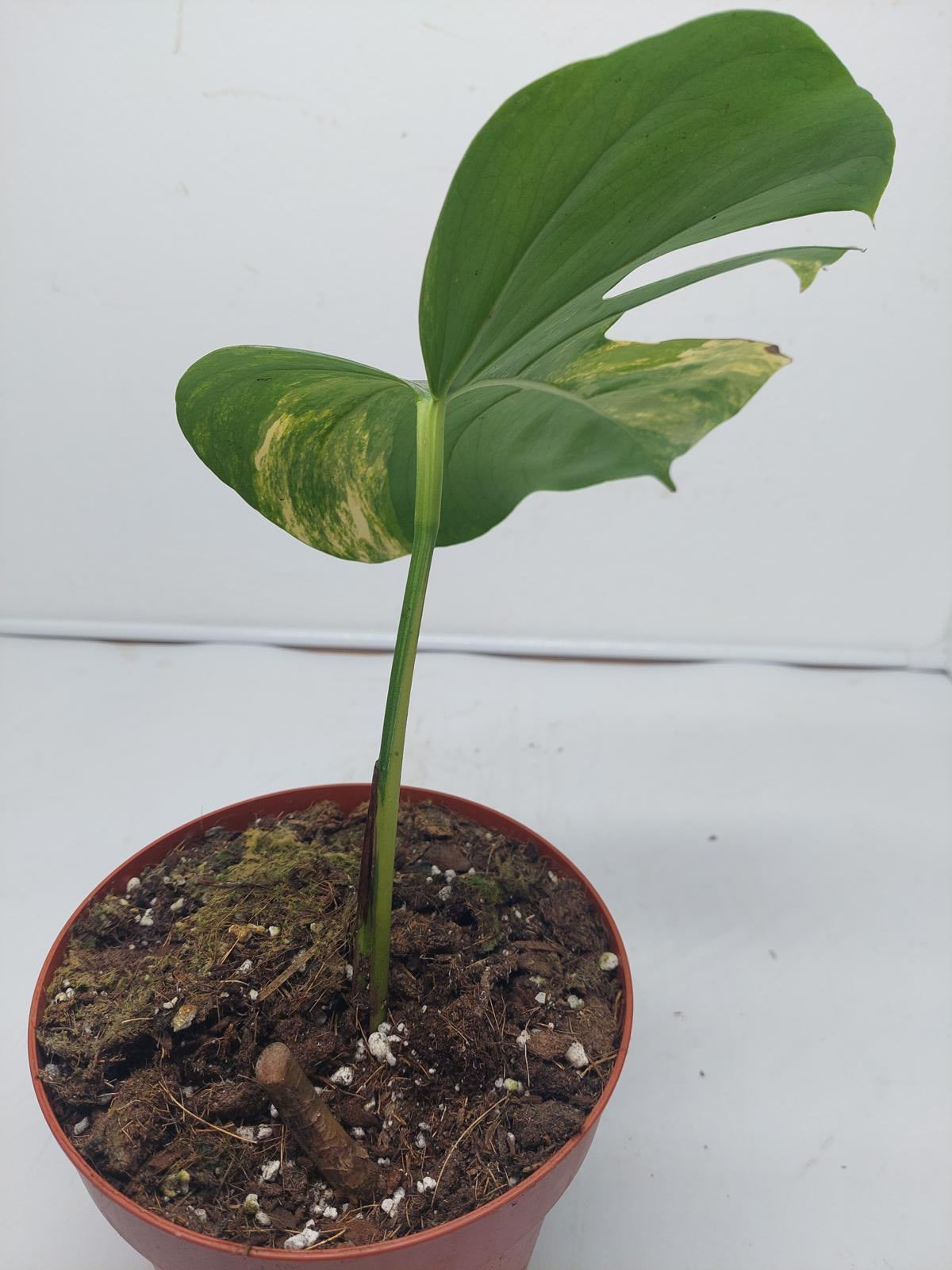 Monstera Aurea Steckling