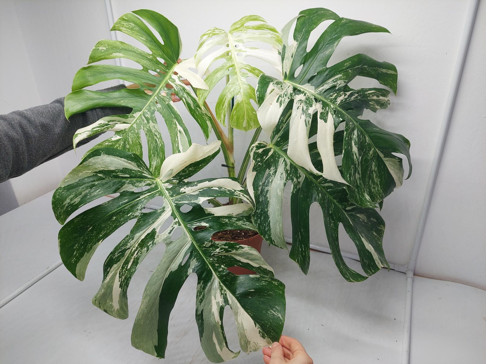 Monstera Variegata Adult