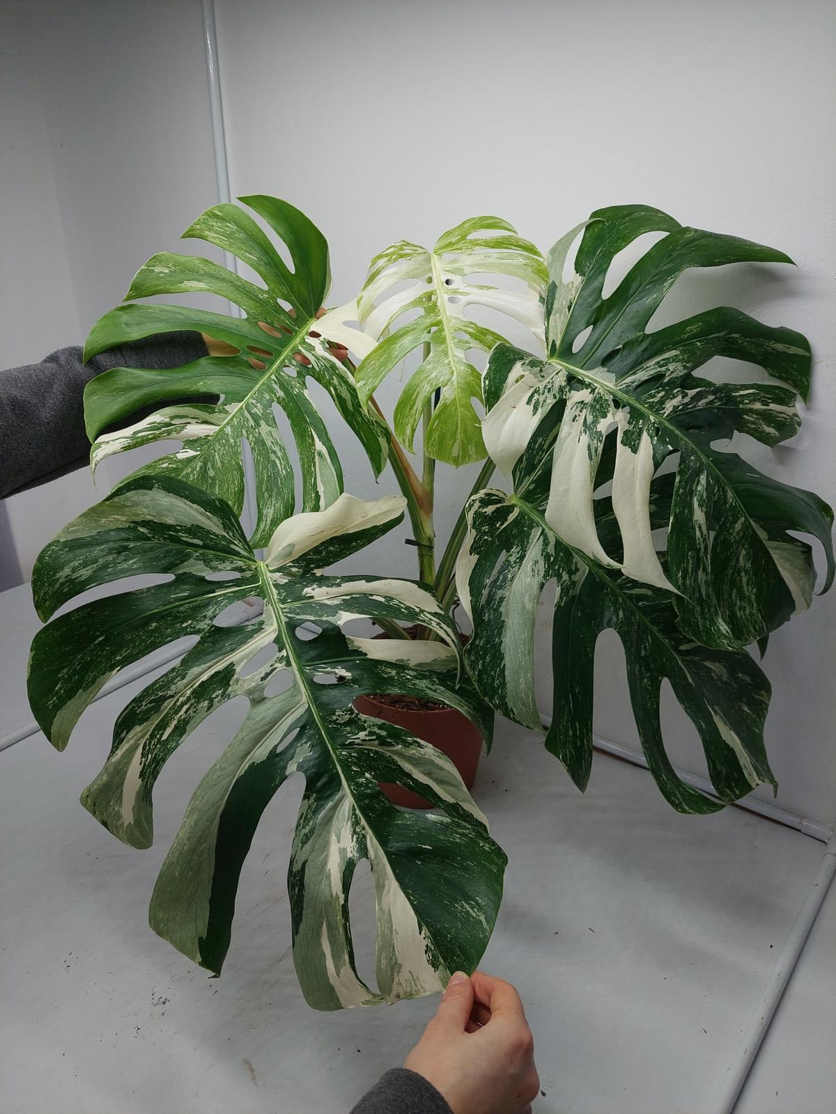 Monstera Variegata Adult