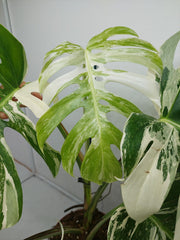 Monstera Variegata Adult