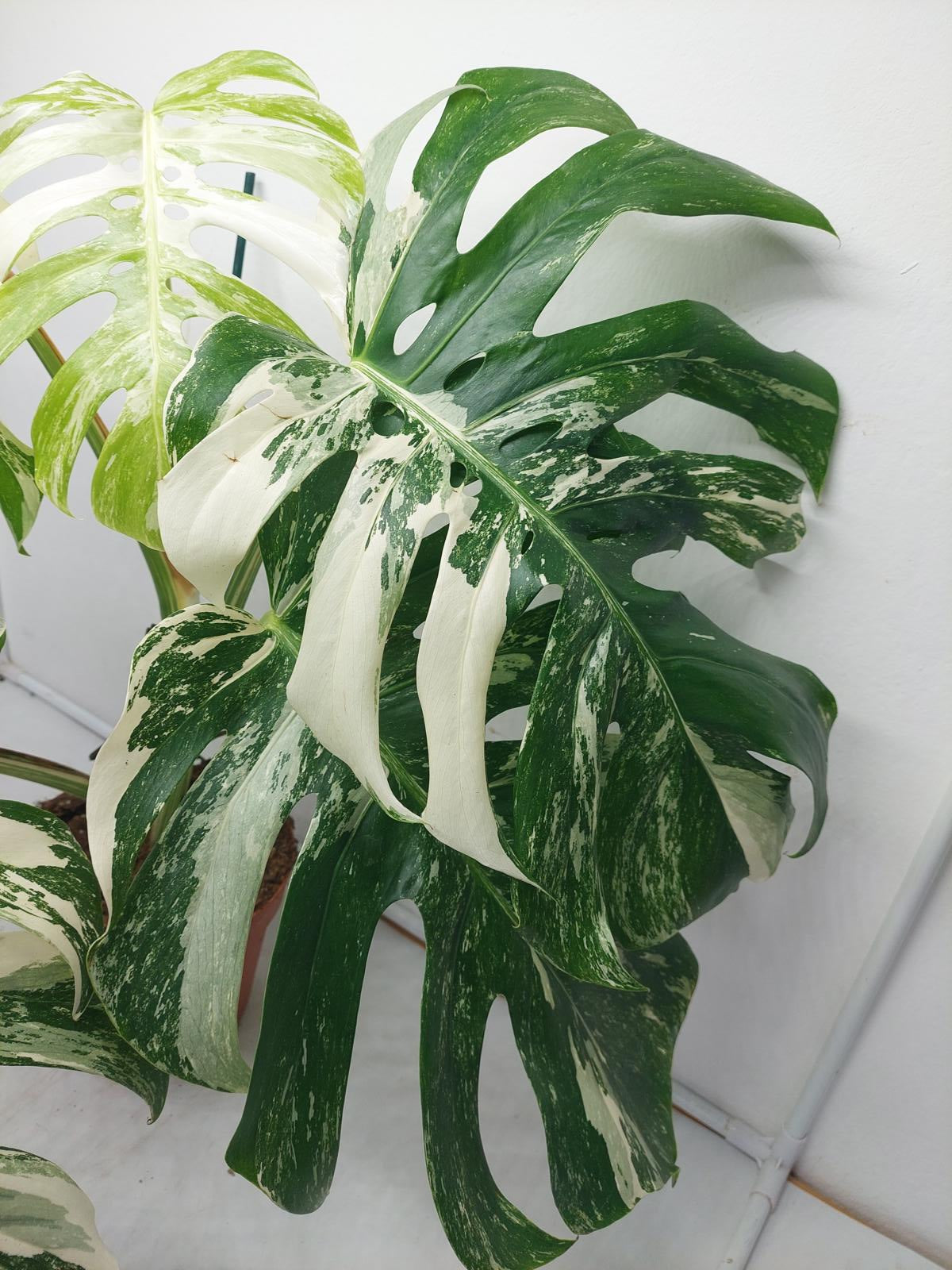 Monstera Variegata Adult