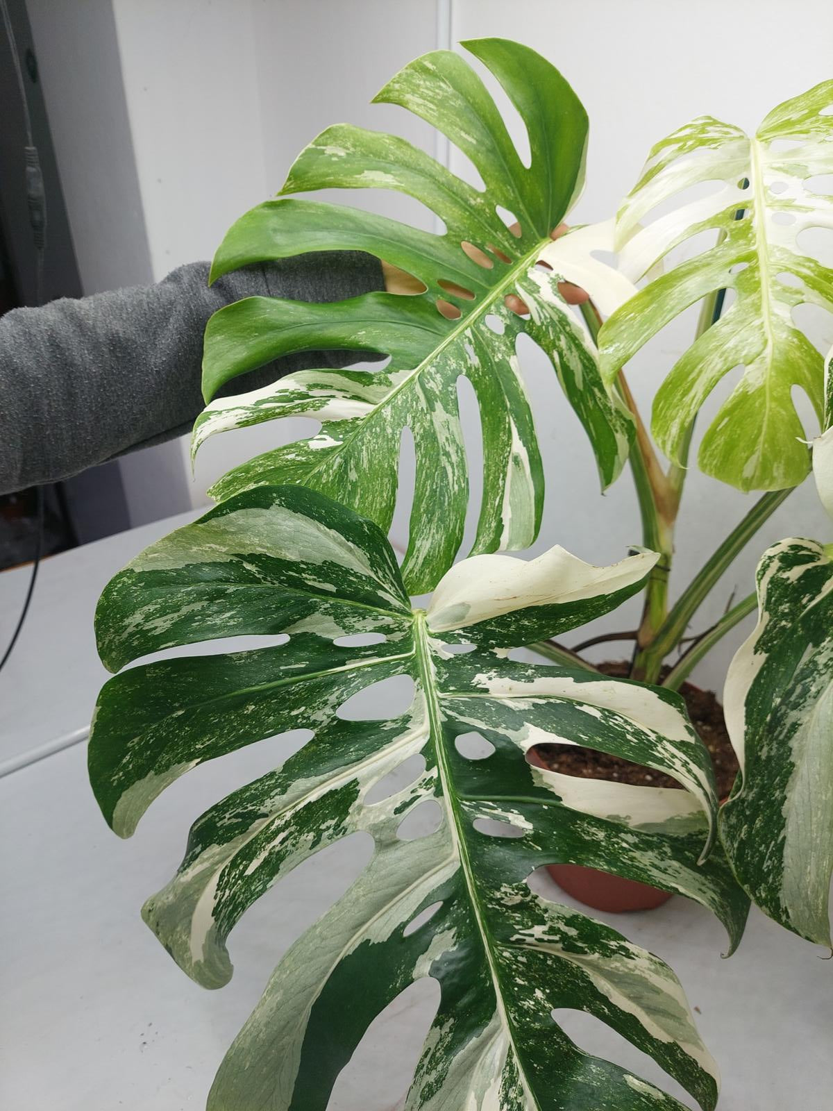 Monstera Variegata Adult