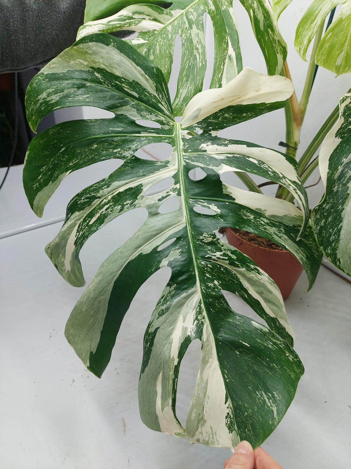 Monstera Variegata Adult