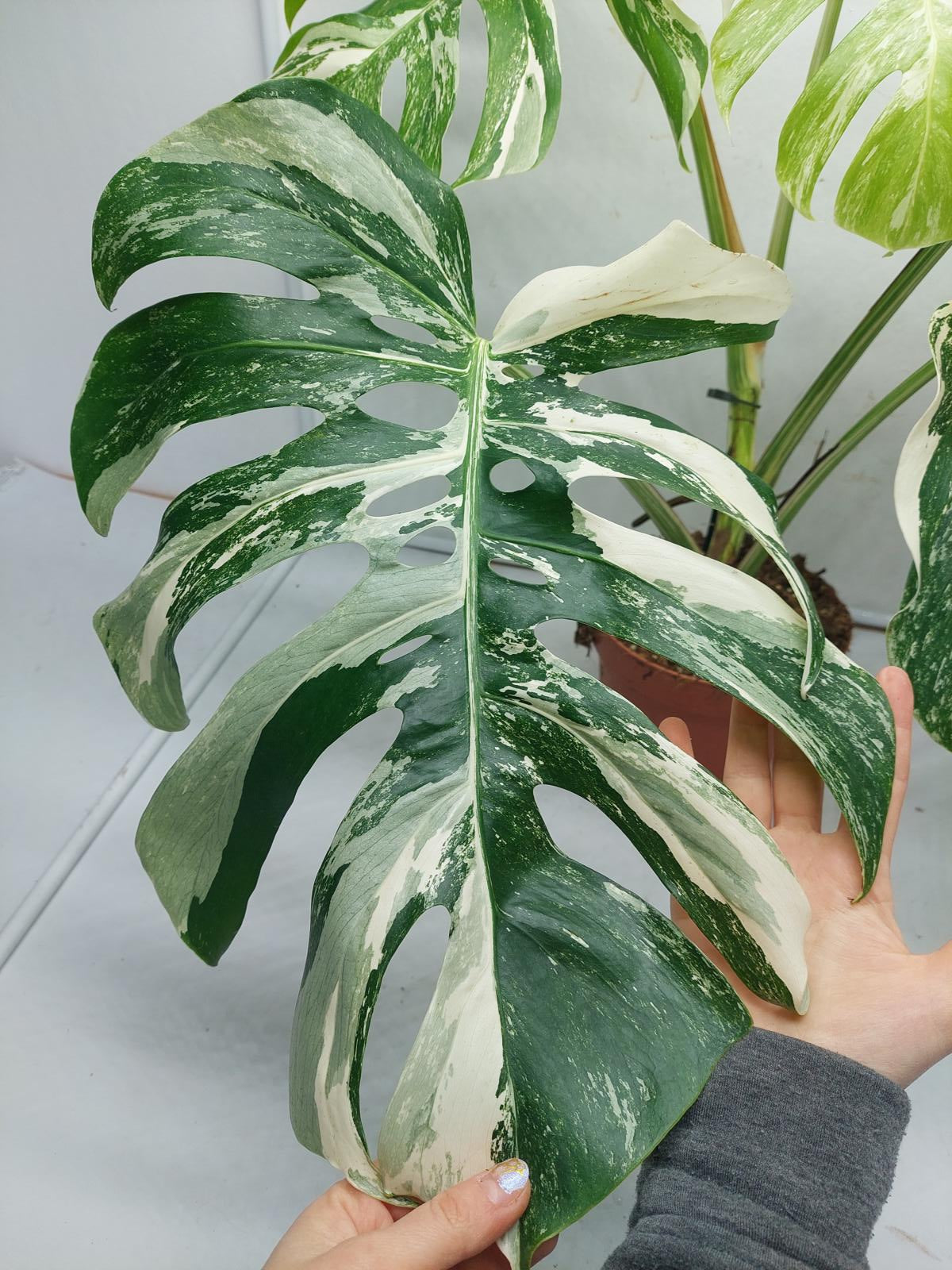 Monstera Variegata Adult