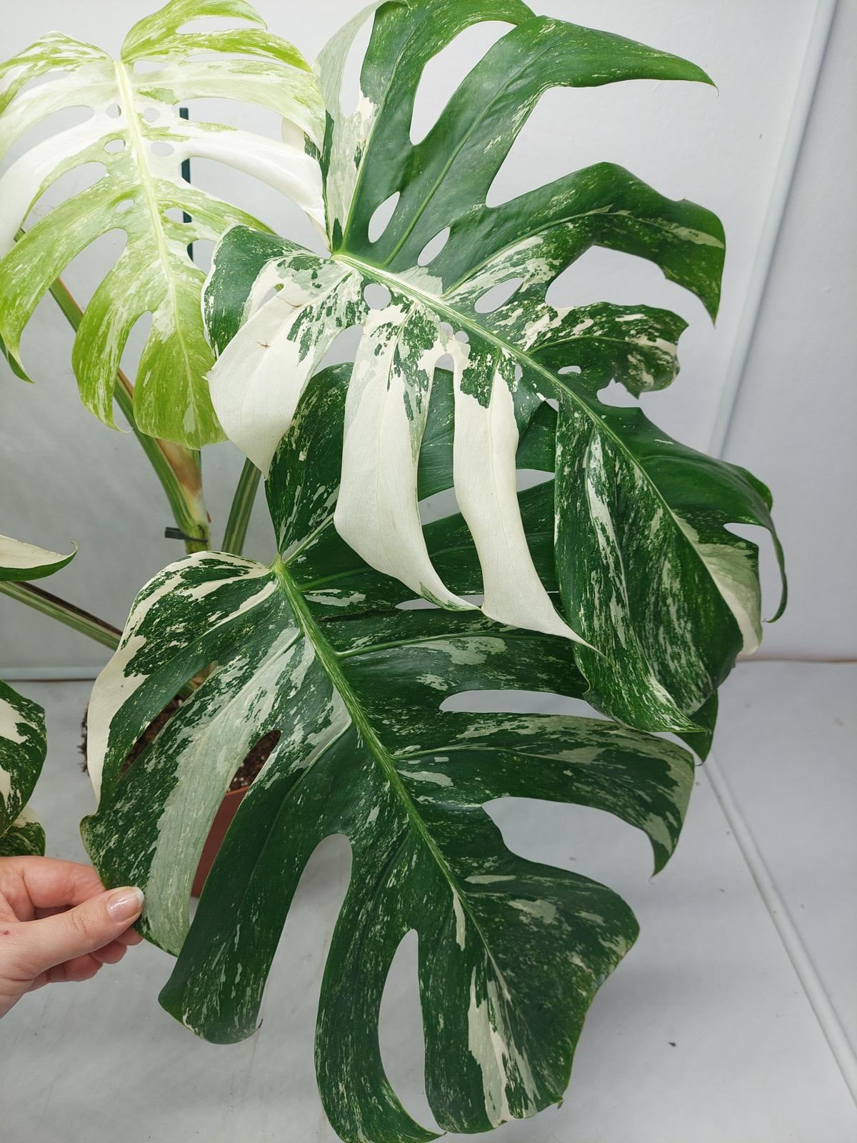 Monstera Variegata Adult