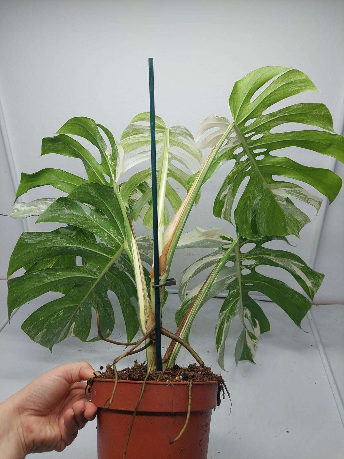 Monstera Variegata Adult