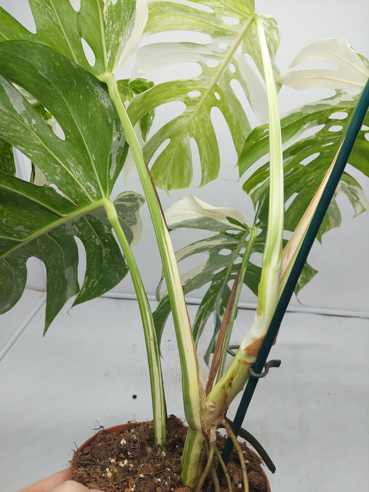 Monstera Variegata Adult